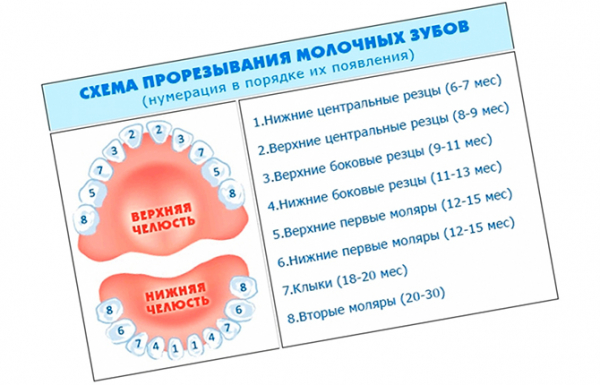 Шпаргалка молодым родителям: первый прикорм и календарь прорезывания зубов